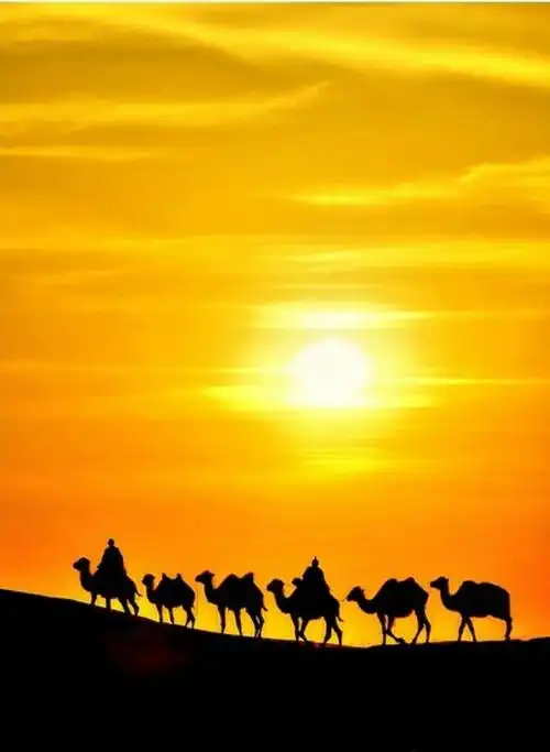 美丽金色沙漠驼队
