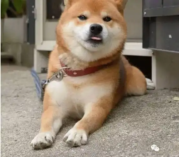 喜欢吐舌头的柴犬这么萌真的好吗