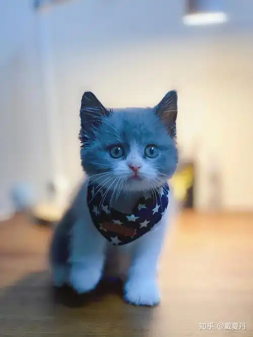 第一次养猫英短蓝白