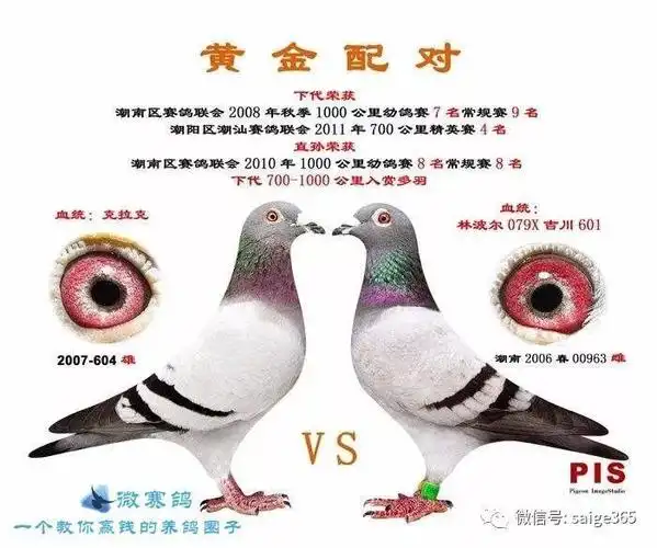 鸽经验种鸽配对前一月总整理