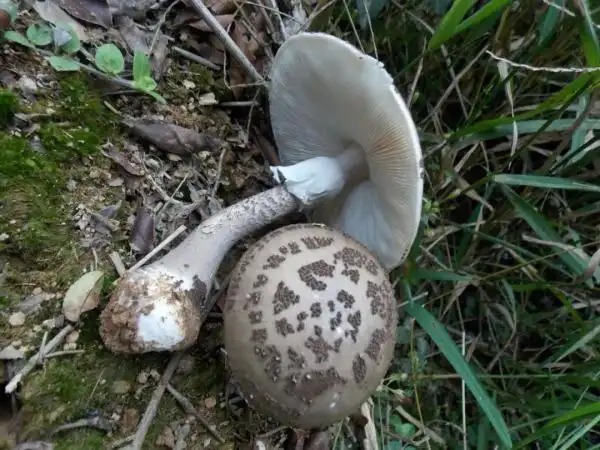 颜色朴素的蘑菇没有毒不可信这十几种蘑菇都有毒要认清