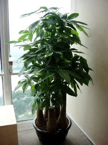 节节高发财树图片,发财树节节高_大山谷图库