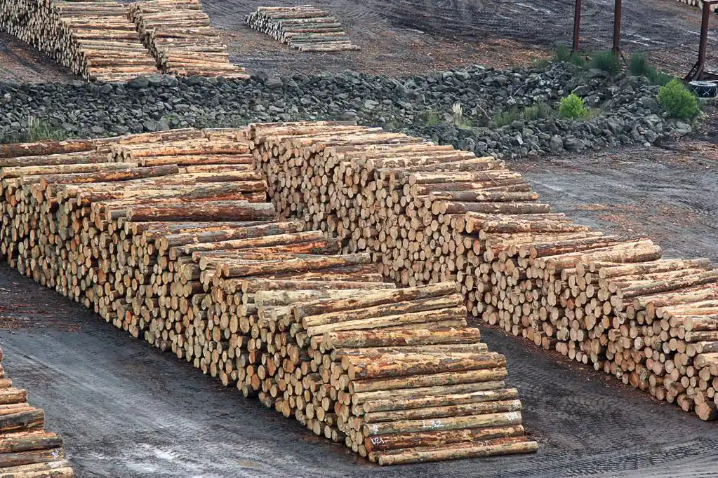 木材堆,切松堆放在贮木场一堆