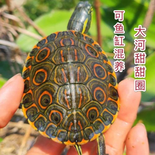 大河甜甜圈龟苗活体佛州黄耳巴西彩龟火焰龟尼加拉瓜深水宠物乌龟