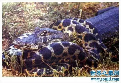 恐怖大蟒蛇吃人图片 胆子小的千万不要进