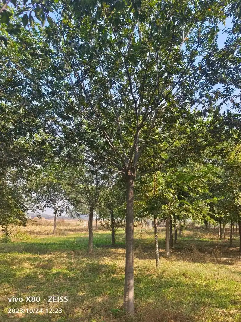 胸径12到18北方朴树,分支2.3到2.5米 - 抖音