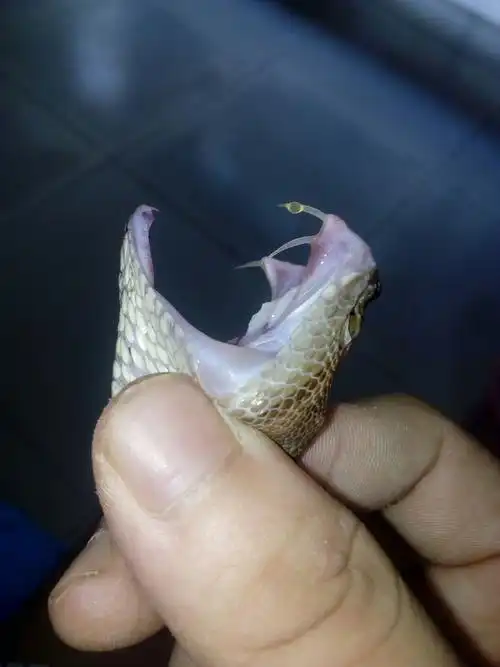 写美篇下面我们就来讲讲蛇的毒牙类型,至于达氏腺无毒牙毒蛇,刚刚我们