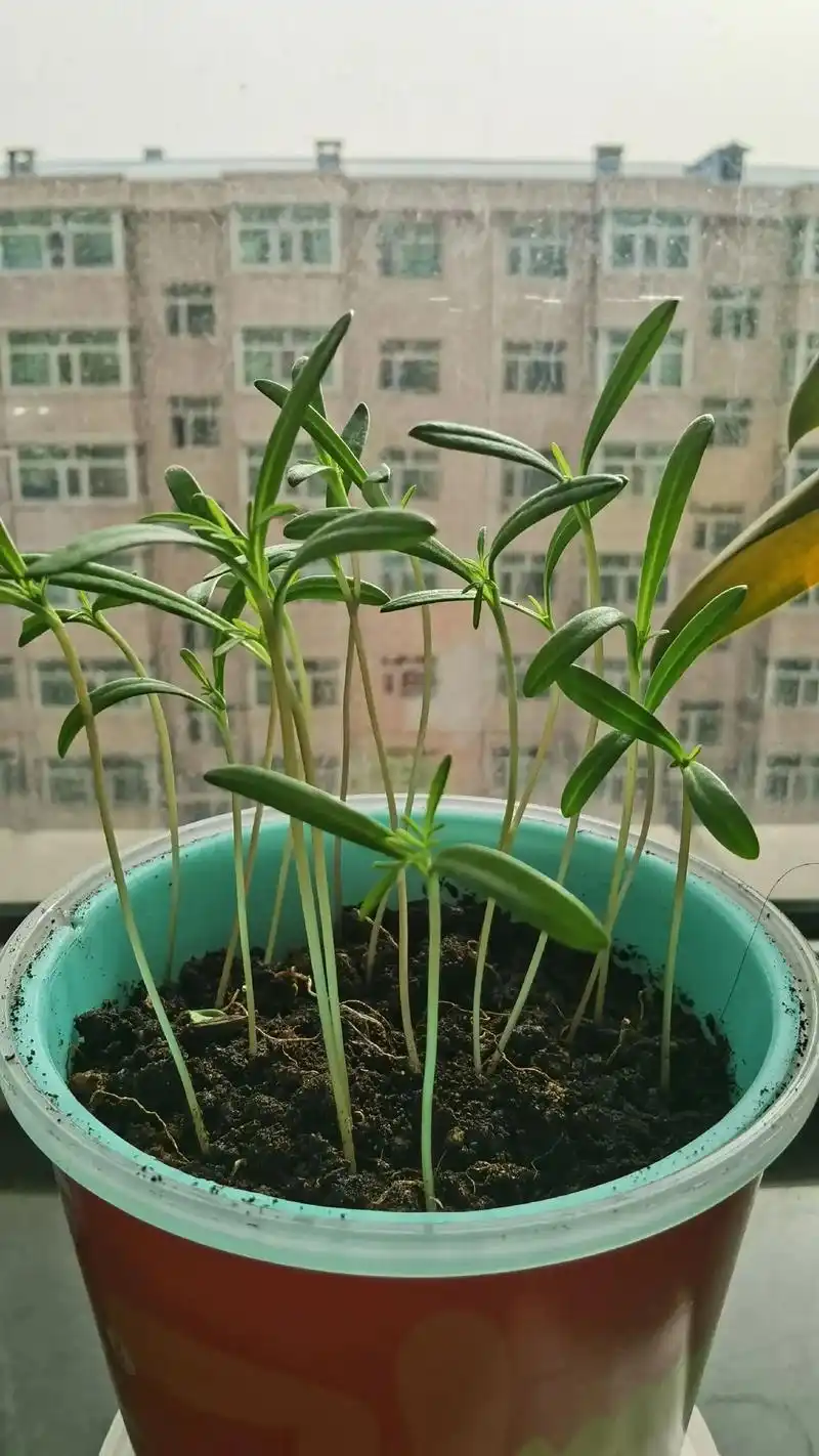 波斯菊小苗又长高了