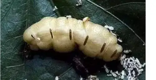 世界上最大的白蚁蚁后长约5厘米的蚁后像条巨大的虫子