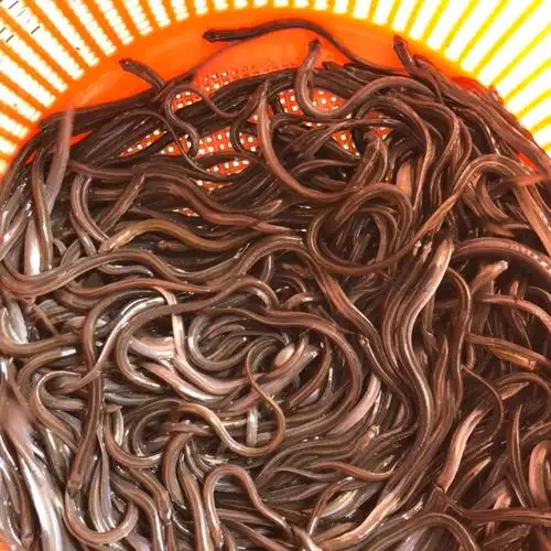 [鳗鱼苗批发]鳗鱼苗 供应各种规格美洲鳗黑鳗苗全国发货送货上门价格5