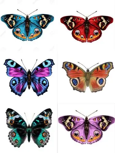 蝴蝶素材图片分享_素材_插画_绘画_装饰画_色彩搭配_寻找小红书绘画