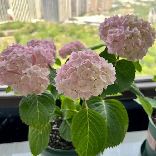 封闭北阳台的绣球开花啦