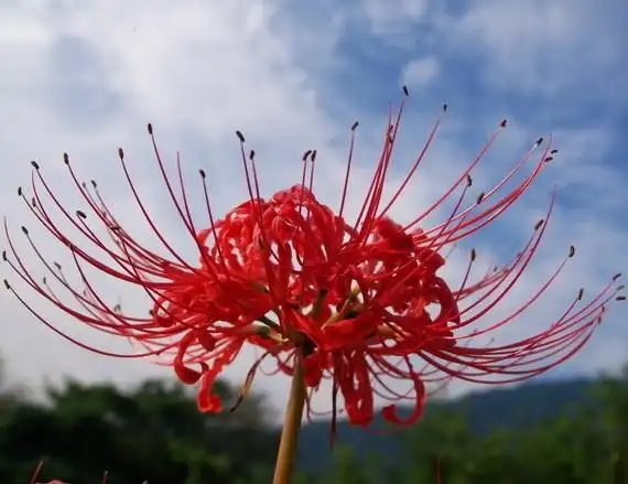 彼岸花碰到血会怎样养彼岸花有什么禁忌吗
