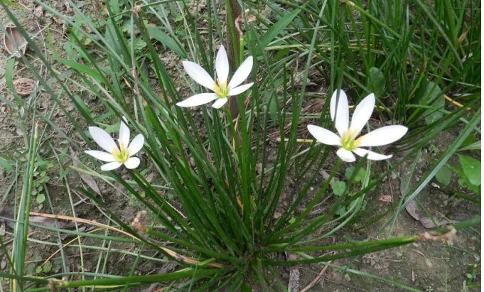 长得像韭菜的花卉是什么花