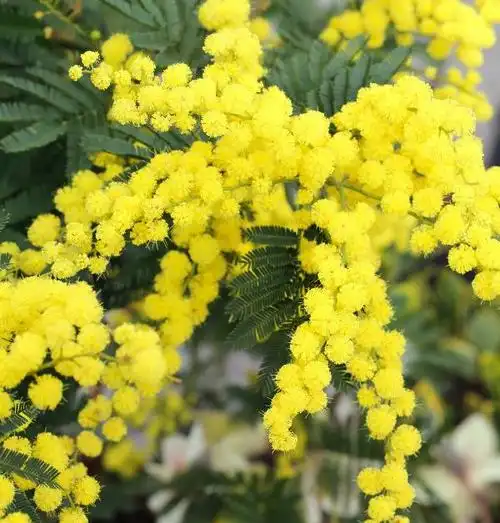 展开全部 这是金合欢的一种,原产澳大利亚.