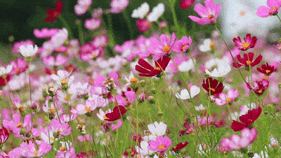 如花如水如诗如画三八节我来赞美女人