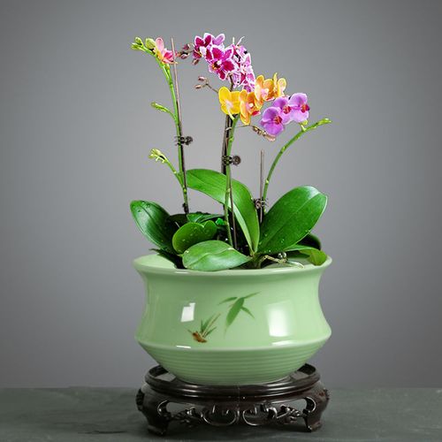 陶瓷蝴蝶兰花盆君子兰托盘创意创意家家用客厅吊兰花盆