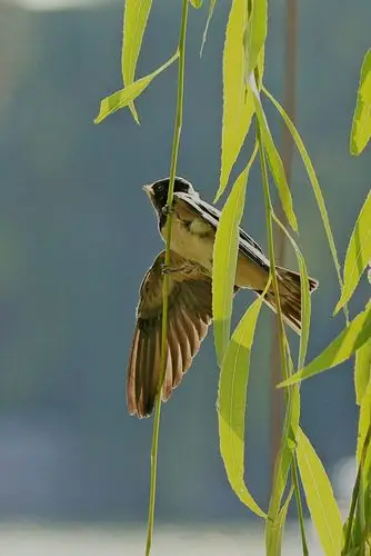 垂柳燕子