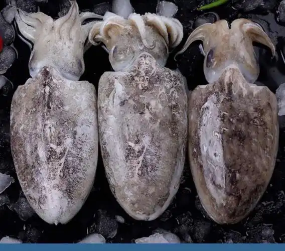 新鲜墨鱼鲜冻大乌贼鲜活大墨鱼超大鲜墨鱼目鱼墨斗鱼 6斤装【图片