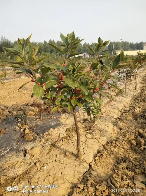 北美冬青精品盆栽盆景切枝红果红豆相思豆挂果雌株二年苗