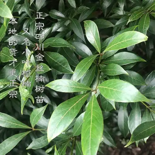 金丝楠木树苗 小叶桢楠 雅楠 家庭园艺私家别墅花园绿植 绿化植物