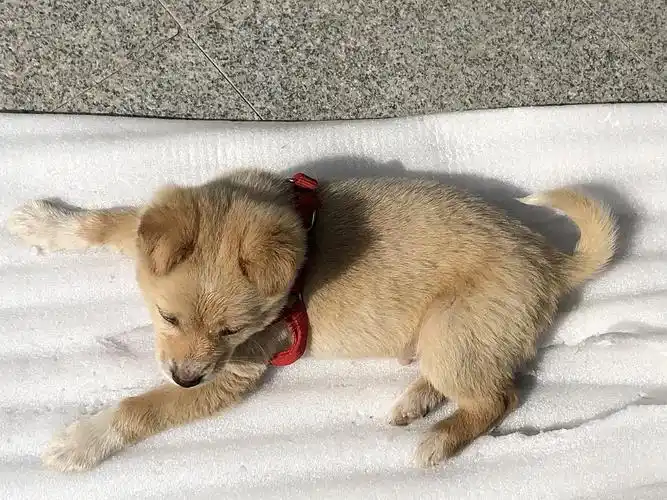 养了一只中华田园犬长期更新小笨狗的成长日常