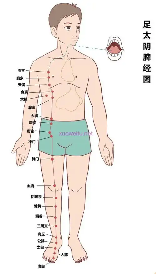 十四经脉穴位全图02 |02经络图解