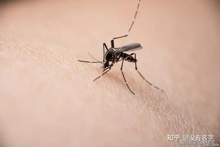 蚊子叮的包越大蚂蚁庄园答案蚊子叮的包越大说明毒性越强这种说法靠谱