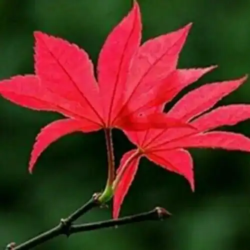 红枫叶6137500239头像