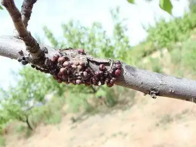 红蜡蚧有哪些特征