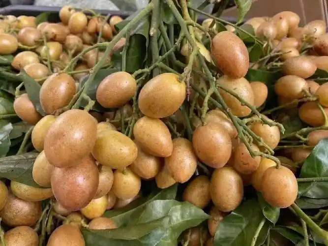 海南水果黄皮一款下火的水果