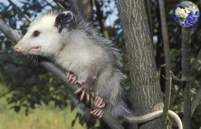 一种长得像小狗一样大的老鼠,不管走到哪里都把孩子背在身上