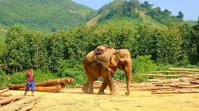 大象是搬运木材的运输工具,出租车是后斗带座的小三轮.