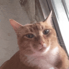 网红猫咪沙雕猫咪敦敦表情包二