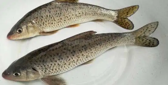 【花骨鱼多少钱一斤】这种鱼肉质柔软,味道新鲜,养殖适应性强,市场