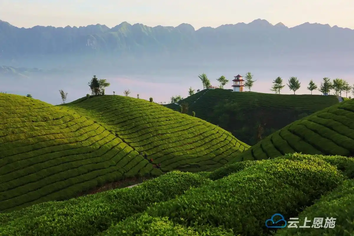 组图|鹤峰:茶山风光美 游客八方来