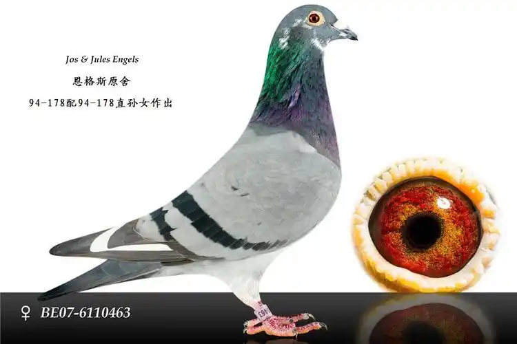 英格斯原舍94—178直女