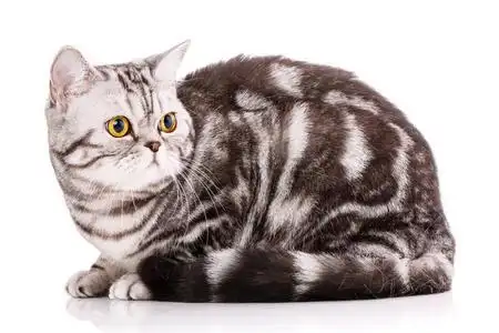 英国直双色条纹猫在白色背景照片