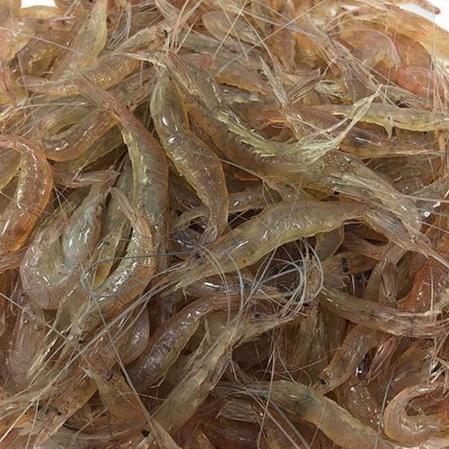 今吾味新鲜淡水小虾 冷冻青虾 水产急冻小草虾对虾 【  6斤装】 5-8