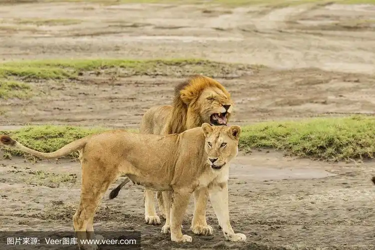 在交配前的狮子和母狮子