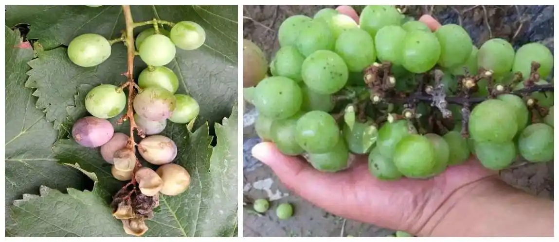 葡萄8月份要注意什么,有什么病害