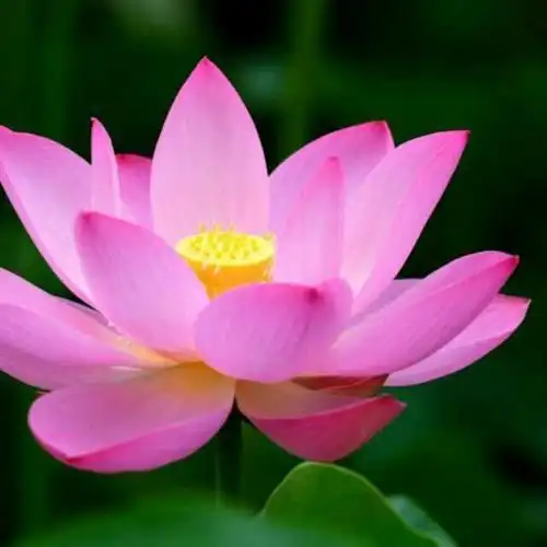 长辈的微信头像_头像图片_扣扣乐园