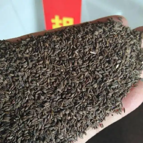 出售半枝莲种子图片