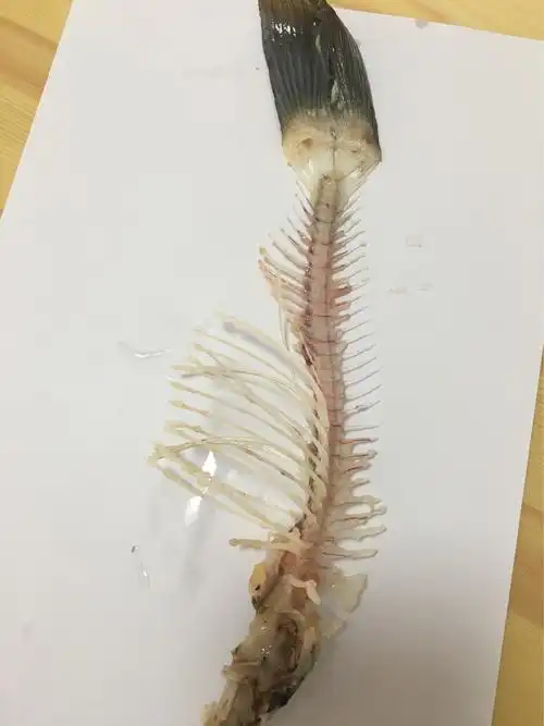 草鱼骨骼/1704刘定政