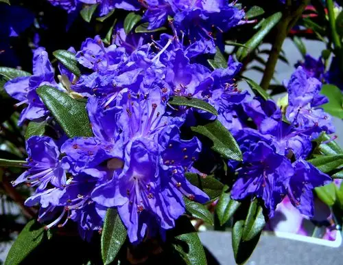 魅力无极限:蓝色杜鹃花~ { 学名:blue baron rhododendron 摄影:greek