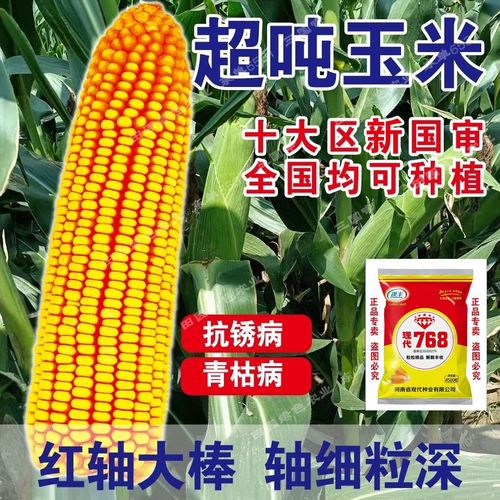 春季播高产杂交玉米种子大田耐旱饲料包谷种孑矮大棒玉米种籽大全
