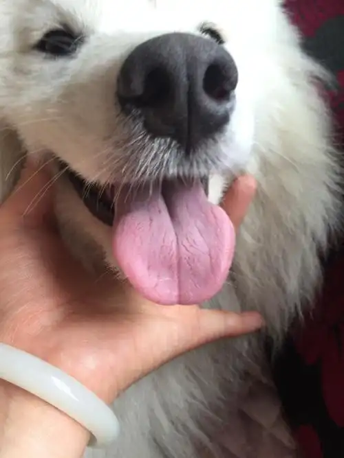 高人帮忙看看为什么狗狗舌头这样?谢谢!