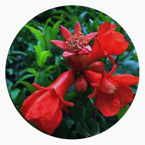 石榴花开红艳艳(手机拍摄)