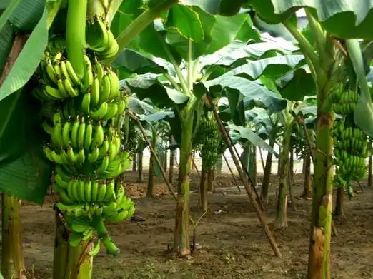 皇帝蕉的营养价值:提供膳食纤维,增强肠道功能. _ 看植物