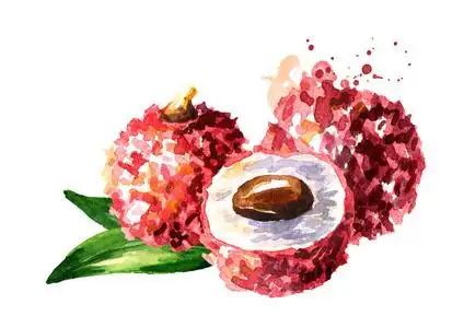 手绘荔枝图片-手绘荔枝素材-手绘荔枝插画-摄图新视界